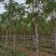 大量低价出售，6-18公分香花槐树形好价格低
