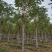 大量低价出售，6-18公分香花槐树形好价格低