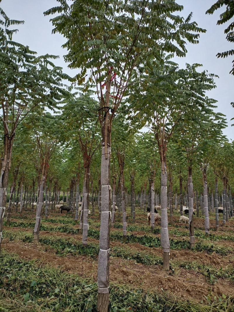 大量低价出售，6-18公分香花槐树形好价格低