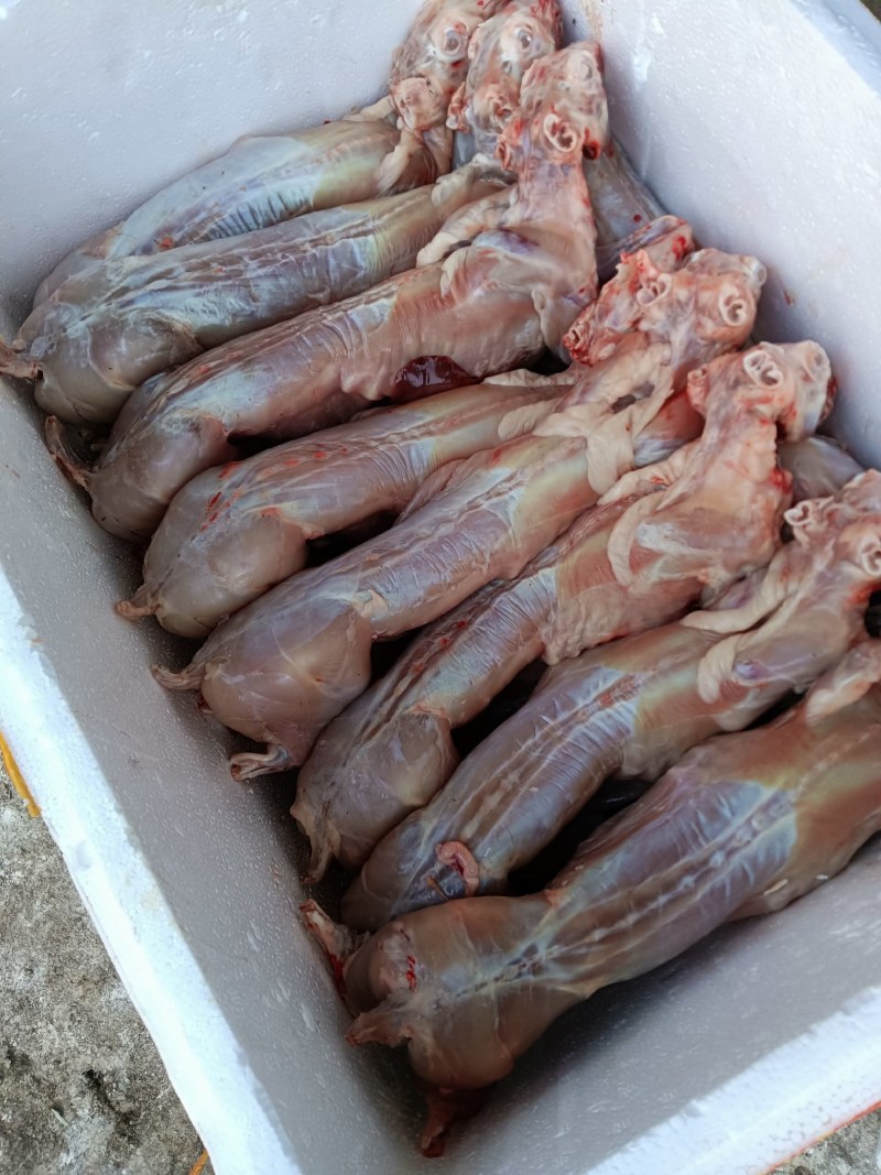 清真新鲜兔肉