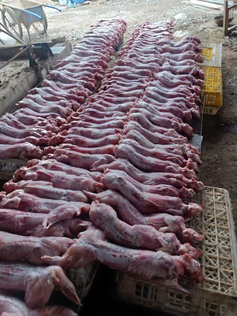 清真新鲜兔肉