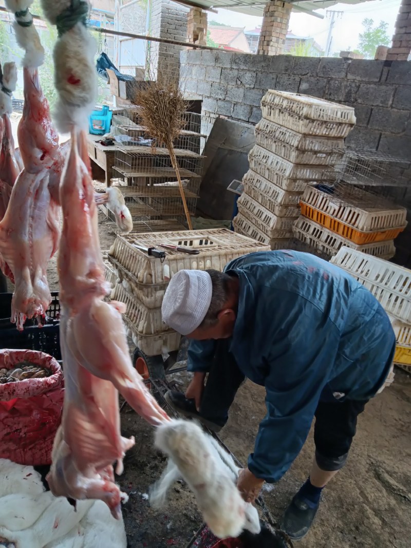 清真新鲜兔肉