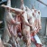 清真新鲜兔肉
