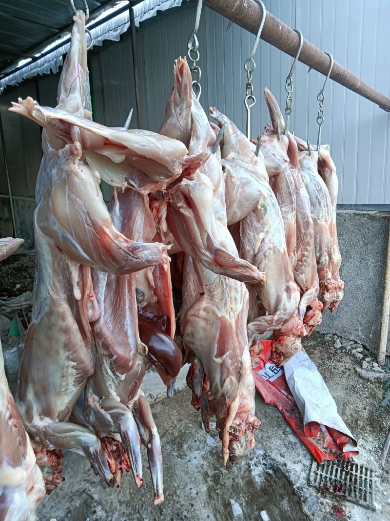 清真新鲜兔肉