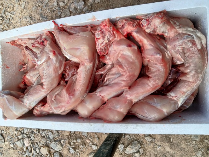 清真新鲜兔肉