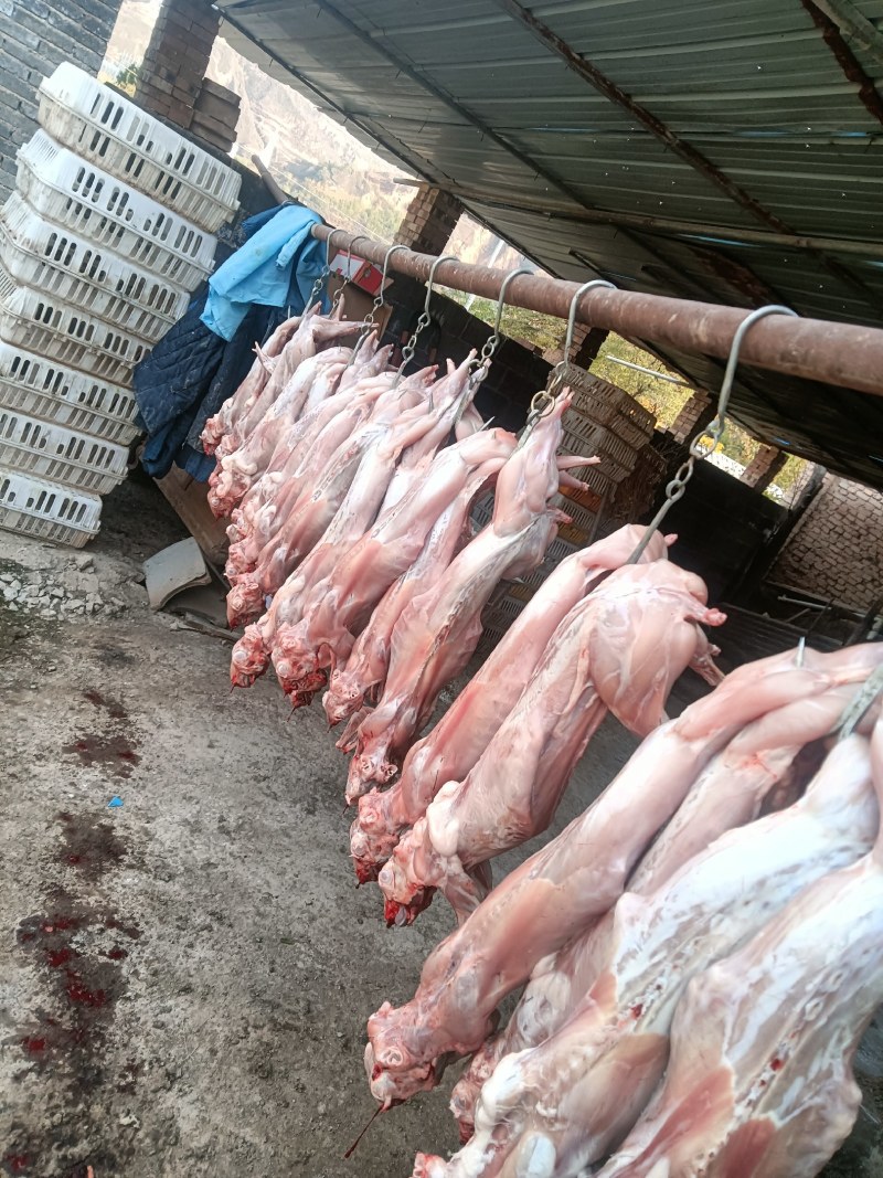 清真新鲜兔肉