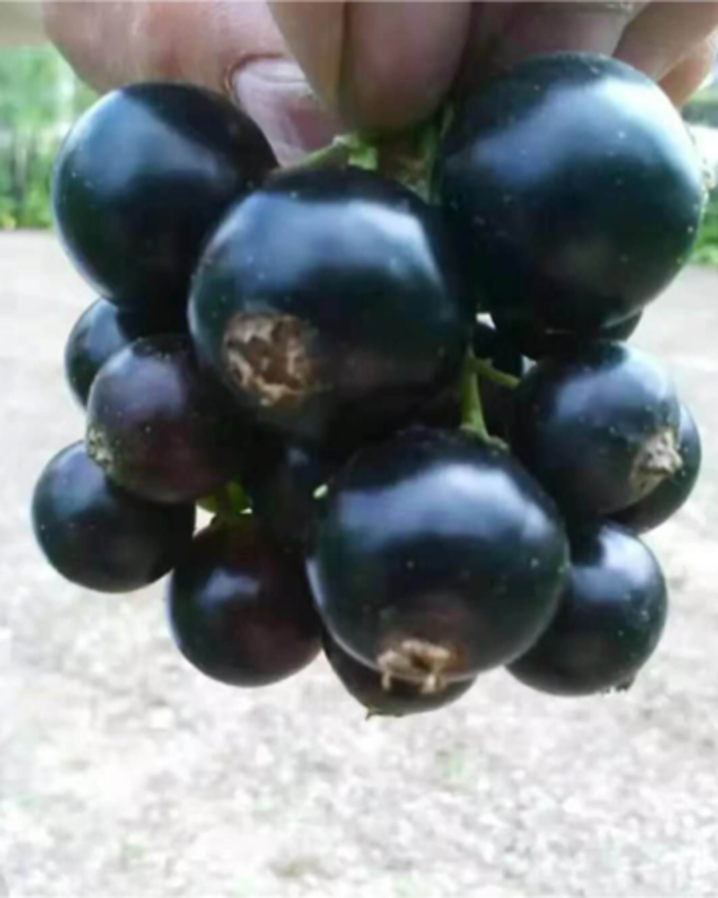 黑加仑苗树葡萄苗大果新品种醋栗莓苗抗寒适合采摘园