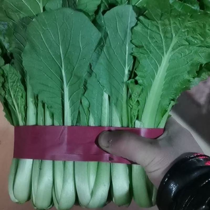 香葱，精品香葱，万亩香葱产地，一手货源，各种精品蔬菜