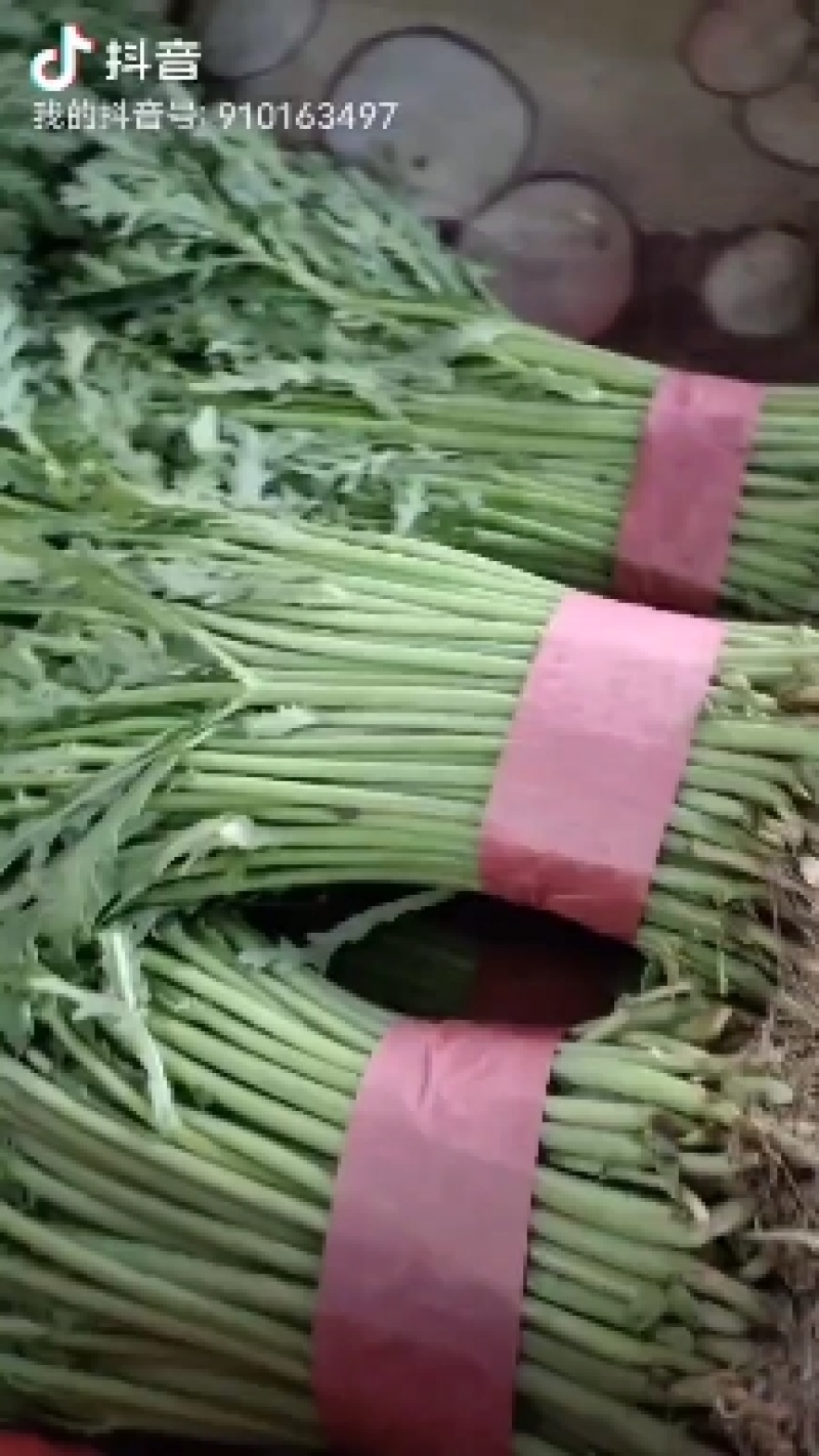 香葱，精品香葱，万亩香葱产地，一手货源，各种精品蔬菜