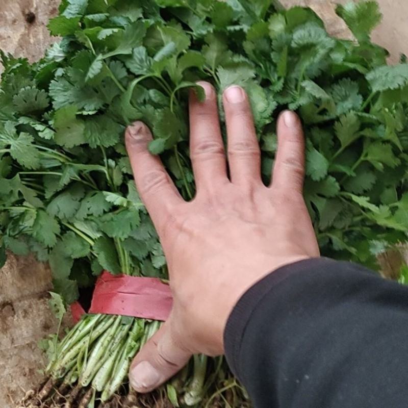 香葱，精品香葱，万亩香葱产地，一手货源，各种精品蔬菜
