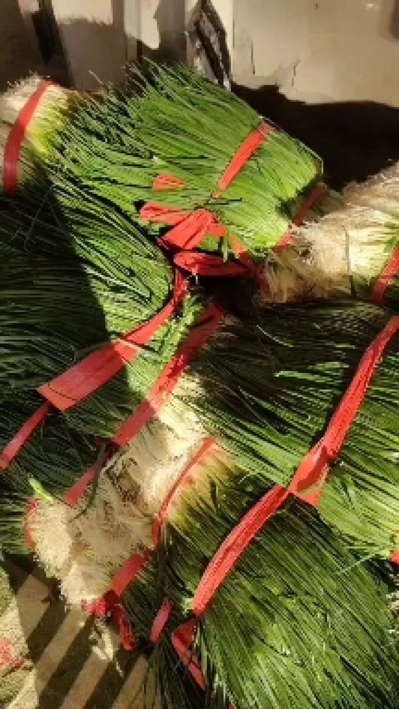 香葱，精品香葱，万亩香葱产地，一手货源，各种精品蔬菜