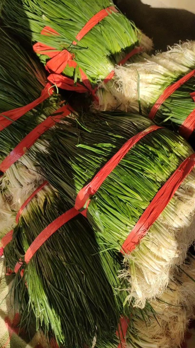 香葱，精品香葱，万亩香葱产地，一手货源，各种精品蔬菜
