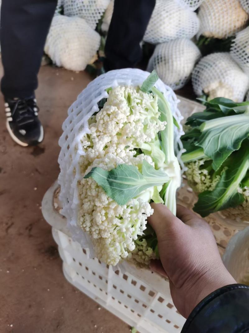 香葱，精品香葱，万亩香葱产地，一手货源，各种精品蔬菜