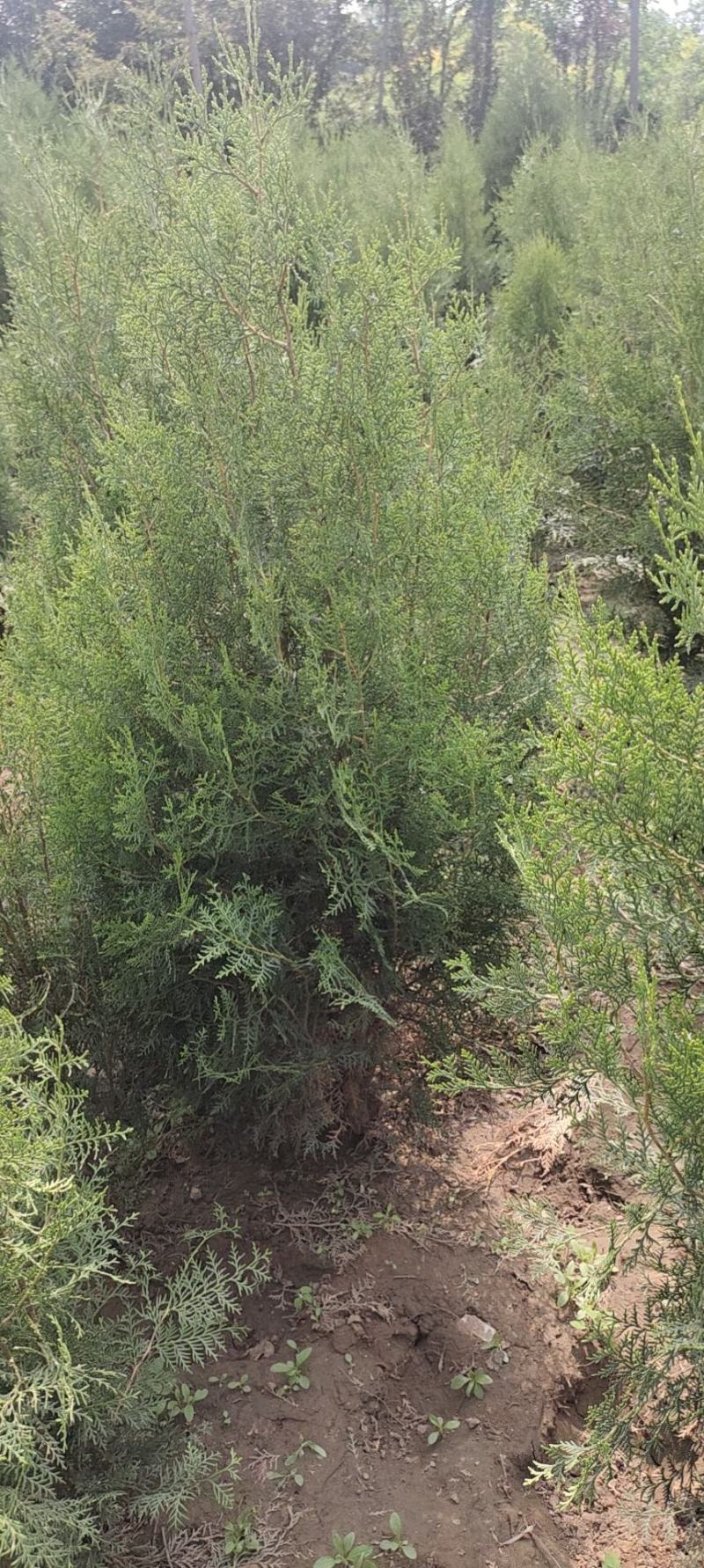 大量低价销售，高60cm-2米侧柏，大田苗，营养钵苗