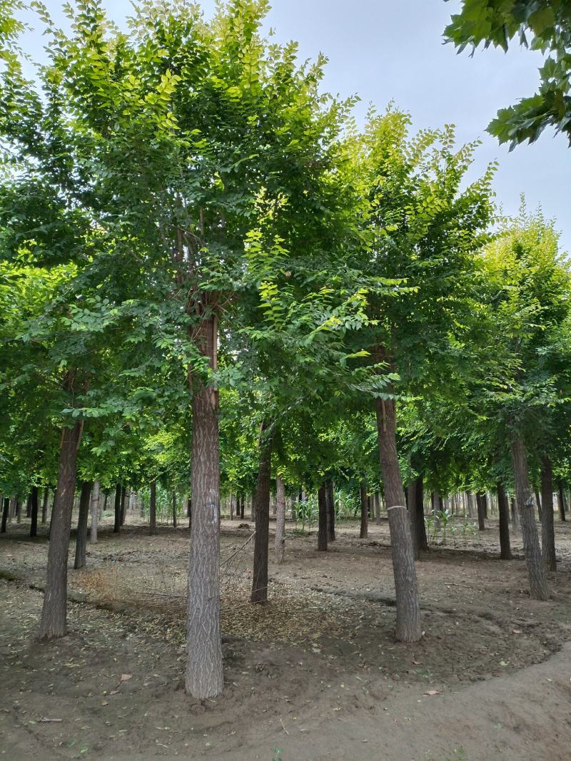 大量低价销售，12-18公分金叶榆，移植苗，易成活，