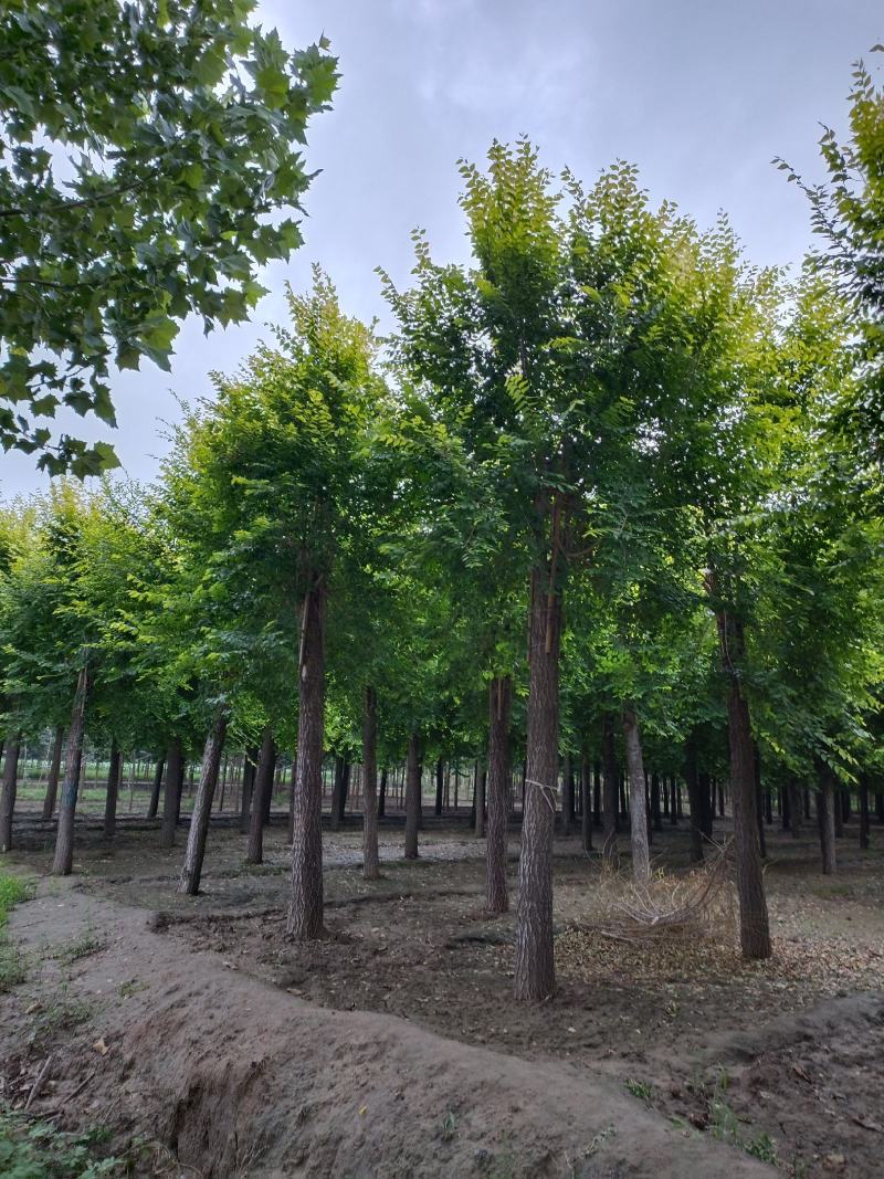 大量低价销售，12-18公分金叶榆，移植苗，易成活，