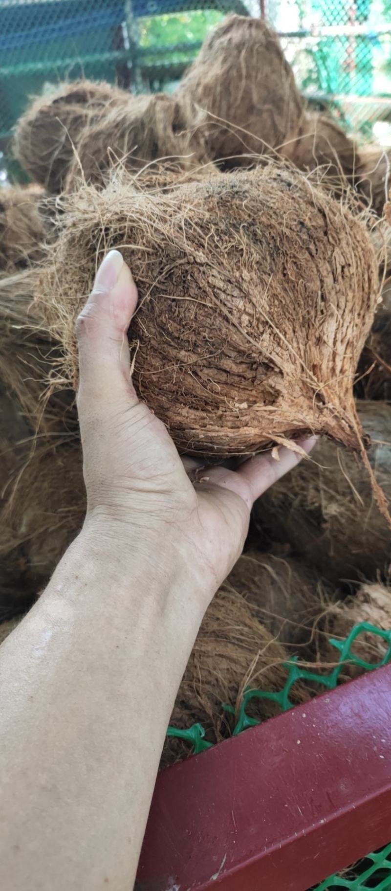 毛老椰海南特产水果椰子老毛椰批发零售代发货