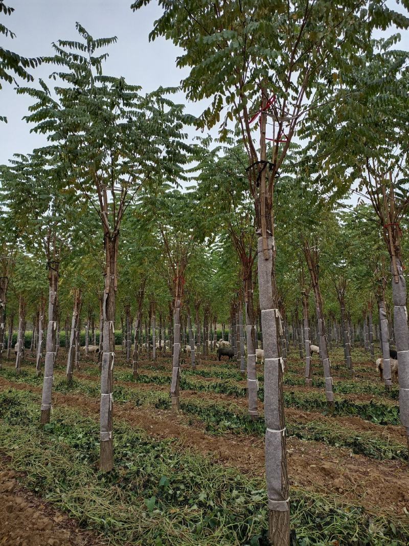 香花槐，8-18公分嫁接香花槐，移植苗，易成活，树形好