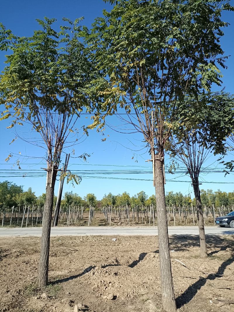 香花槐，8-18公分嫁接香花槐，移植苗，易成活，树形好