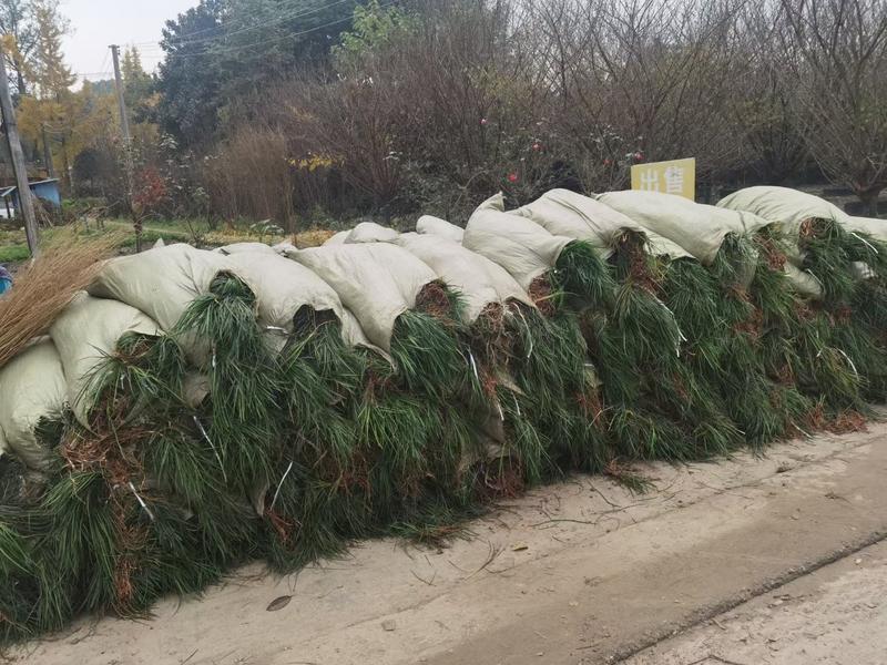 四川成都温江出售大量精品麦冬玉龙草麦冬。