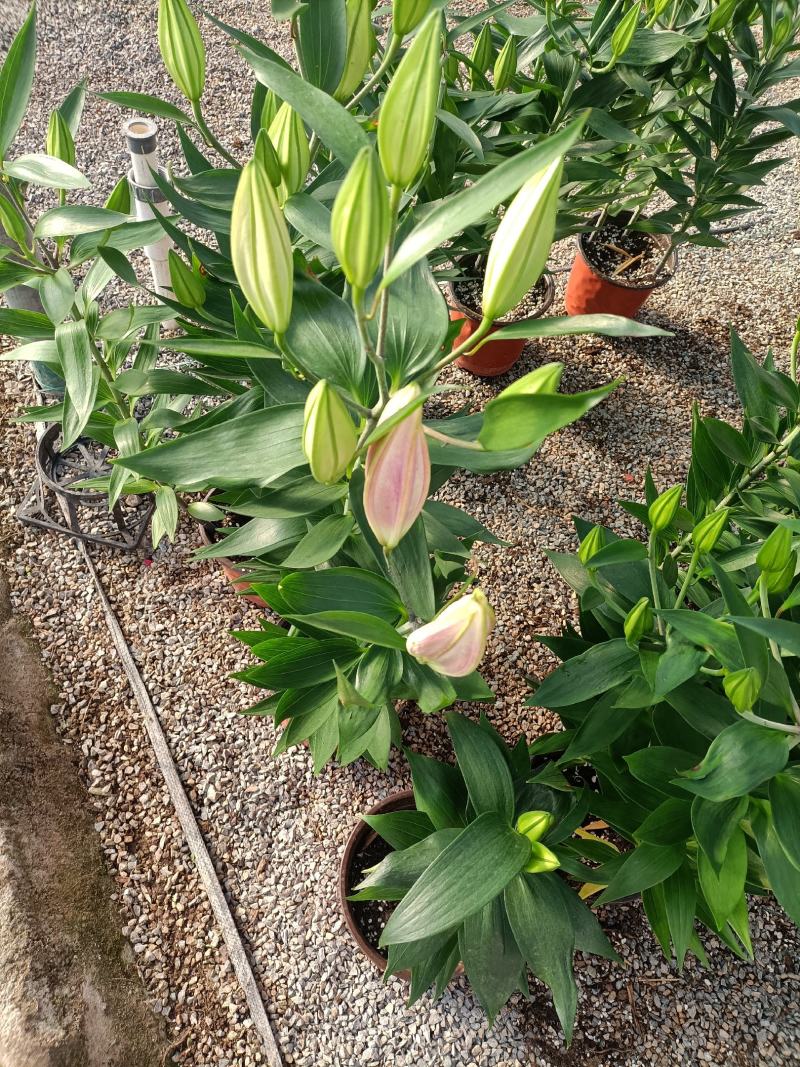 香水百合基地直发货源充足欢迎选购自产自销