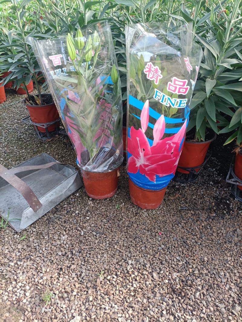 香水百合基地直发货源充足欢迎选购自产自销