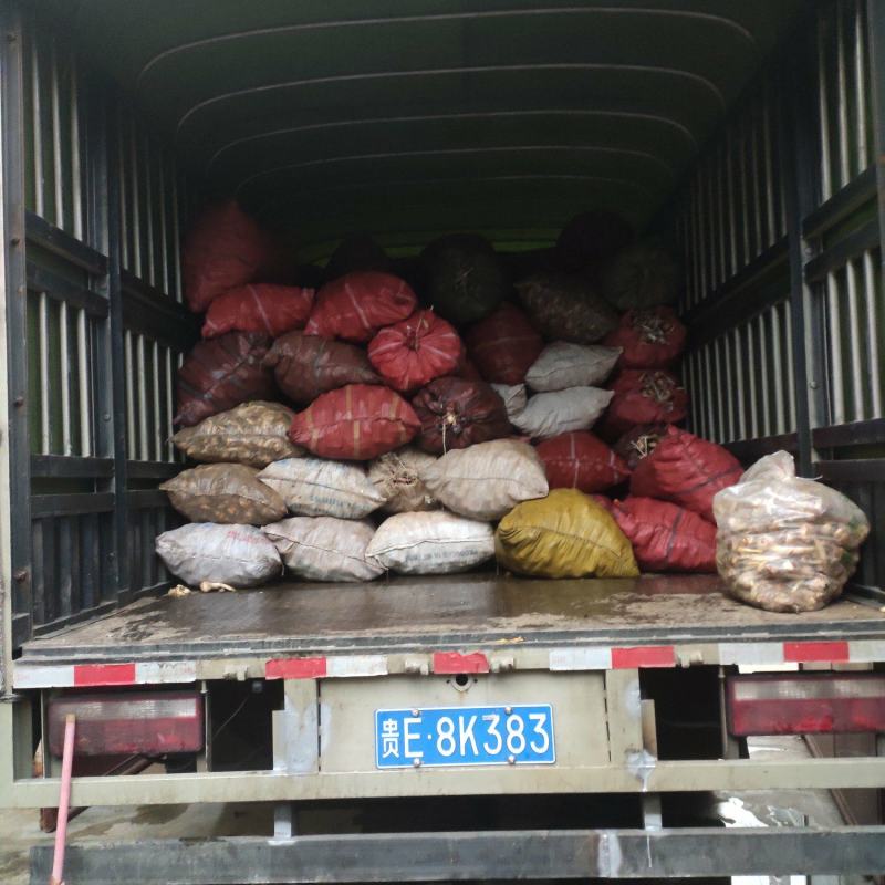 慈姑大量上市云南精品慈姑价格便宜货源充足诚信经营