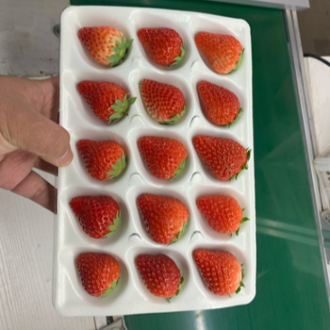 辽宁丹东99草莓红颜草莓奶油草莓市场批发