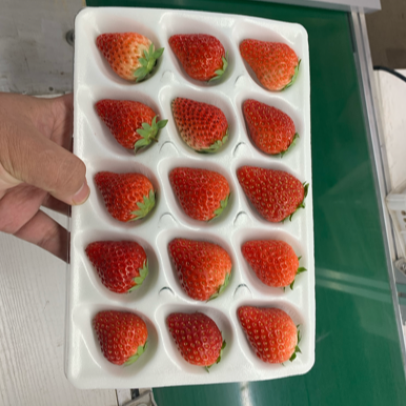 辽宁丹东99草莓红颜草莓奶油草莓市场批发