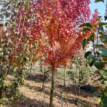 红冠红枫，自产自销，苗圃打号