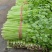 沂水县芹菜，60公分左右，小棵西芹，五指粗细，优质西芹