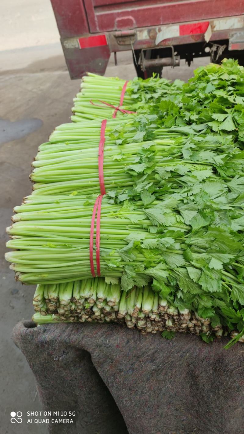 沂水县芹菜，60公分左右，小棵西芹，五指粗细，优质西芹