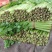 沂水县芹菜，60公分左右，小棵西芹，五指粗细，优质西芹