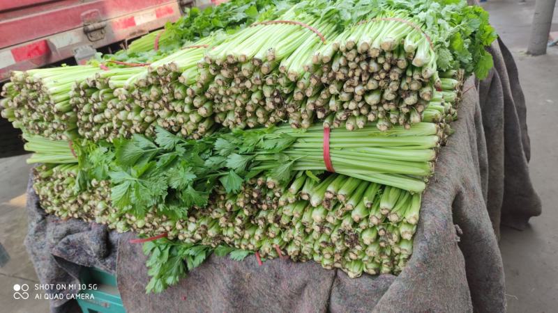 沂水县芹菜，60公分左右，小棵西芹，五指粗细，优质西芹