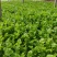 沂水县芹菜，60公分左右，小棵西芹，五指粗细，优质西芹