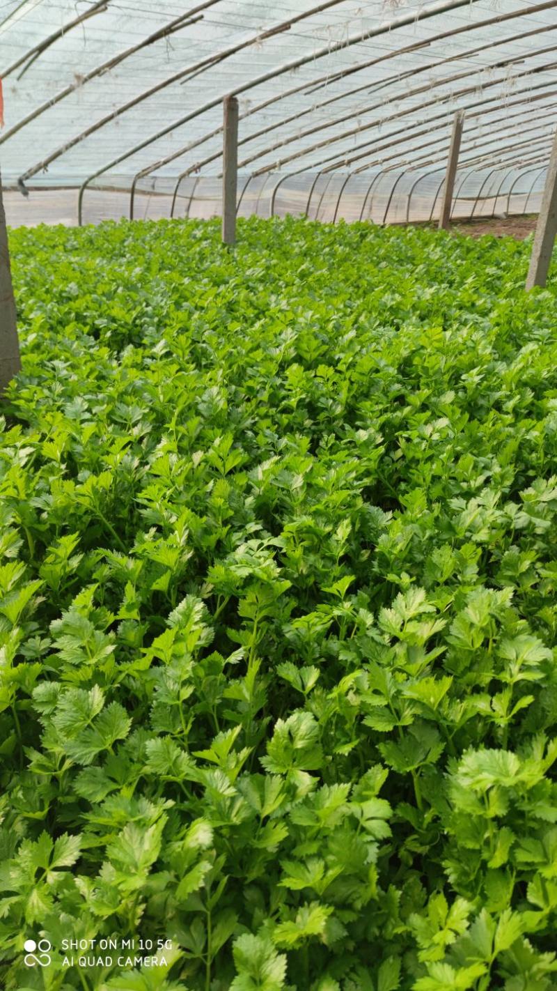 沂水县芹菜，60公分左右，小棵西芹，五指粗细，优质西芹