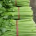 沂水县芹菜，60公分左右，小棵西芹，五指粗细，优质西芹