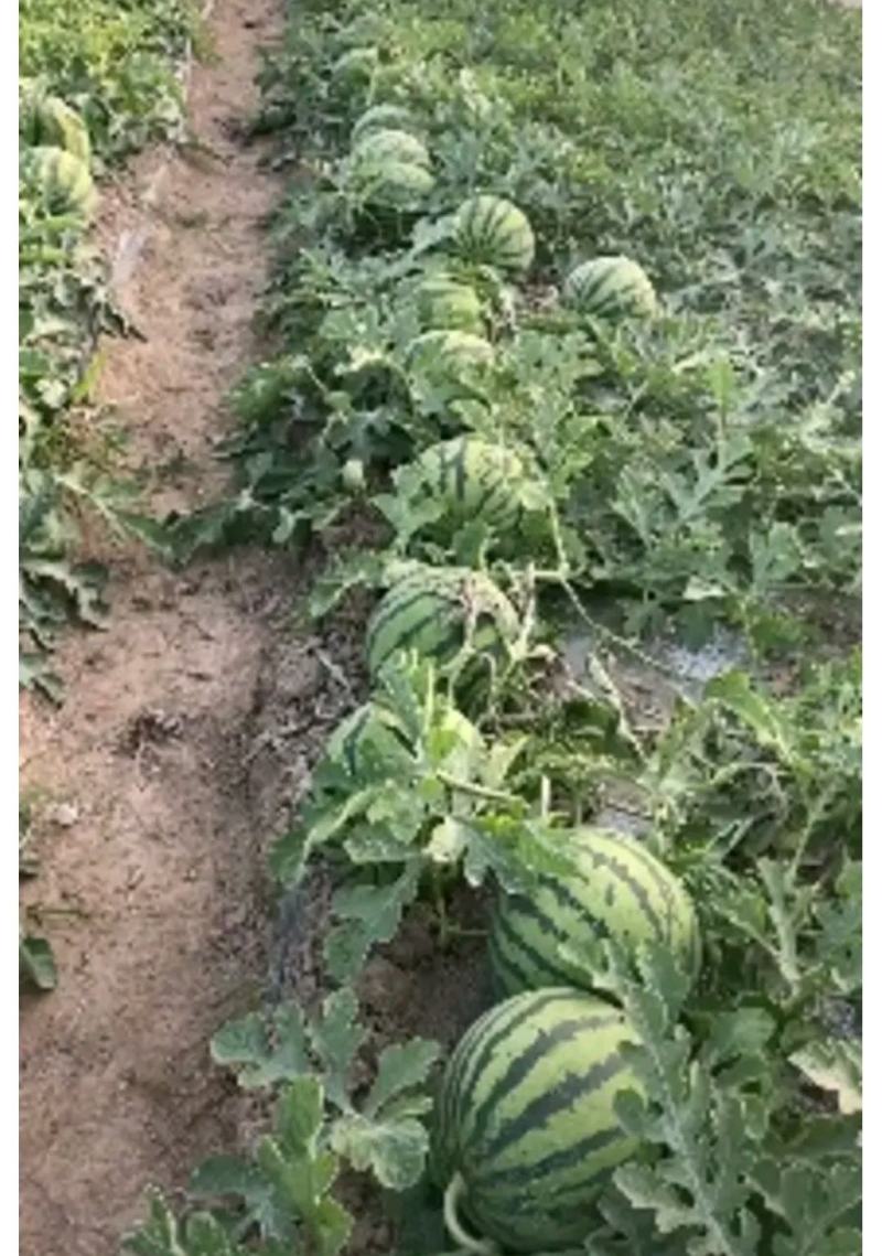 甜王西瓜种子，小地雷西瓜种籽，产地直销价格美丽