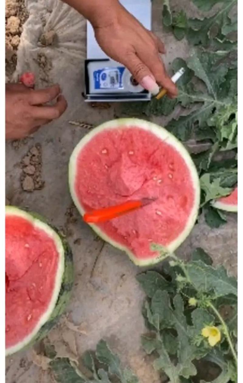 甜王西瓜种子，小地雷西瓜种籽，产地直销价格美丽