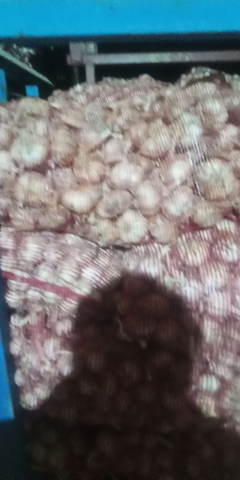 紫皮大蒜高标印尼扒米蒜大量供应。质量好，三无