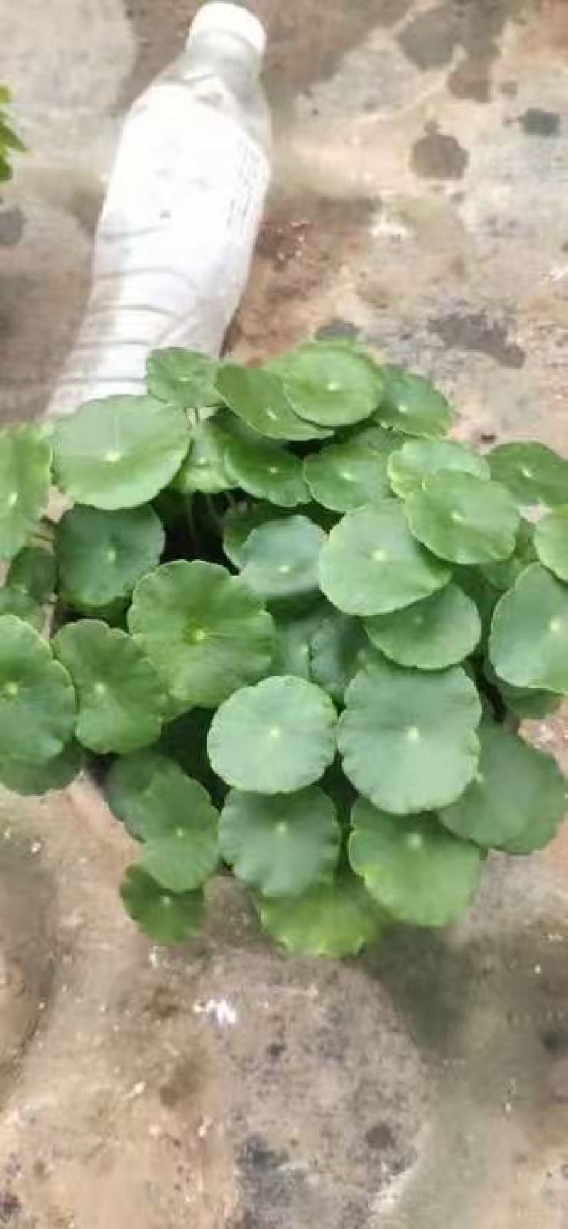 铜钱草青州铜钱草山东铜钱草盆景铜钱草室内