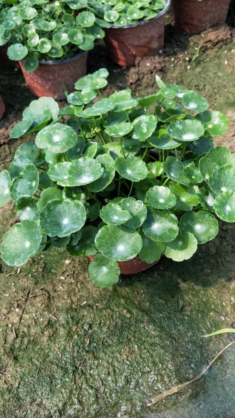铜钱草青州铜钱草山东铜钱草盆景铜钱草室内