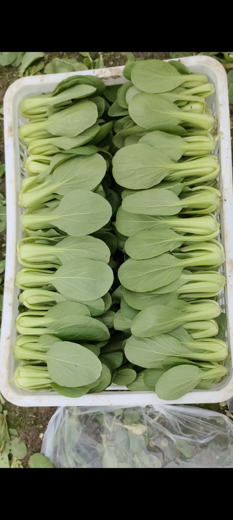 特级精品上海青大中小课大量上市