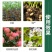 雨林矮丰王100克农药叶面肥保增产矮壮增产素抗重茬控旺