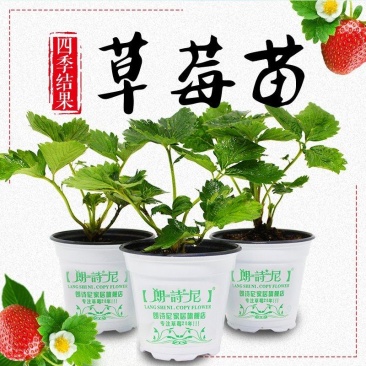 四季草莓苗室内室外南北方地栽庭院阳台草莓盆栽带土当年结果