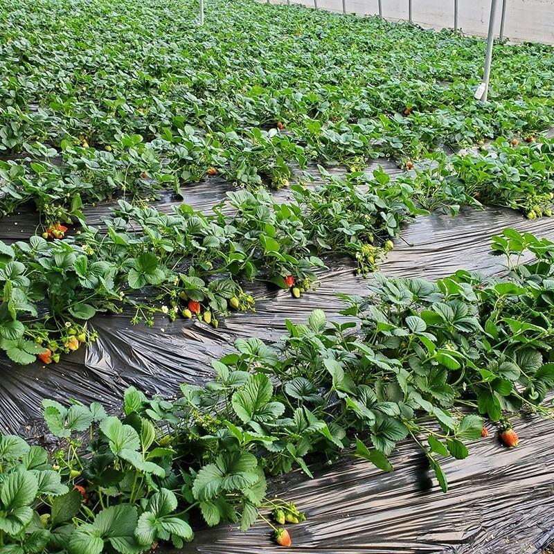 四季草莓苗室内室外南北方地栽庭院阳台草莓盆栽带土当年结果