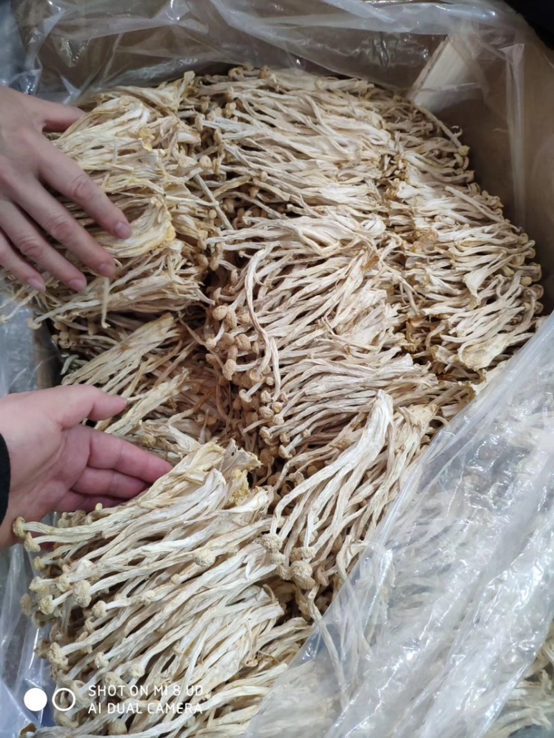 海鲜菇、新货、干度、颜色靓各种规格齐全、各种礼盒