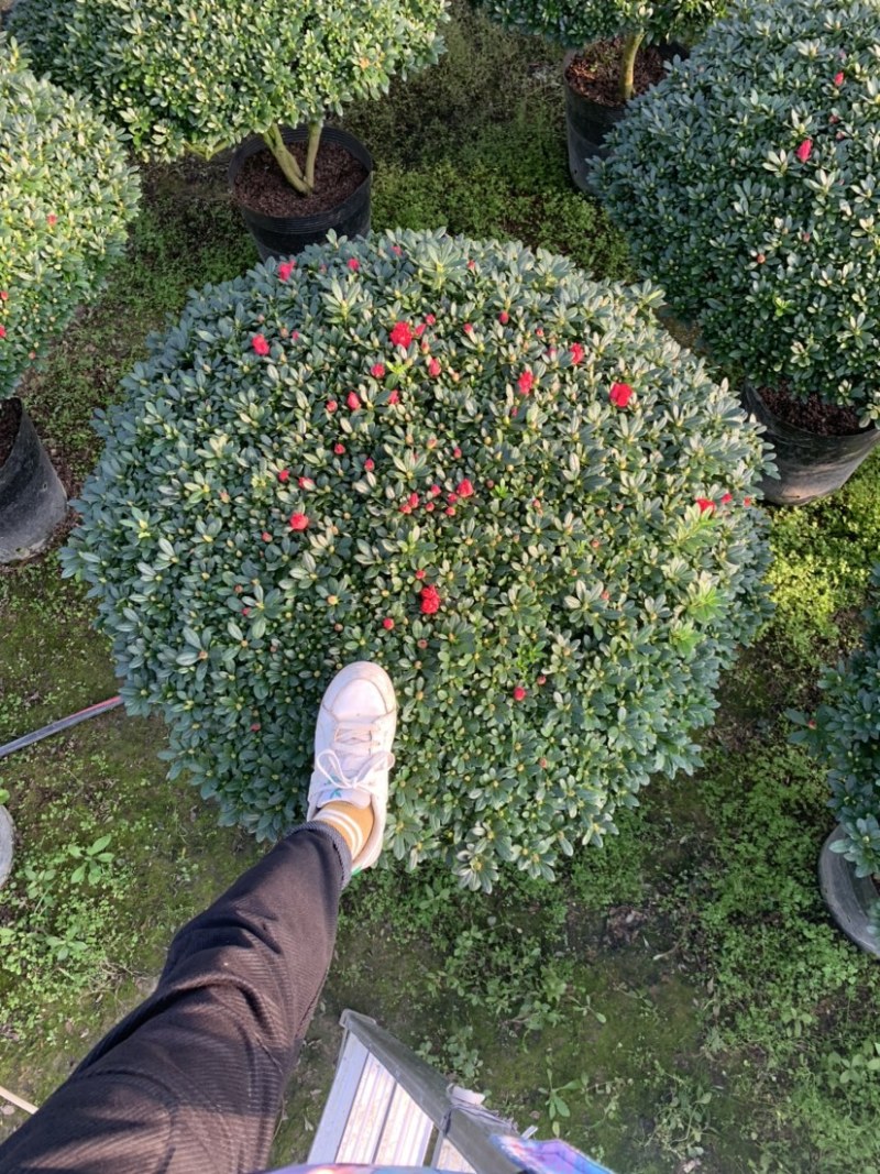 超大颗杜鹃花梅红西玛樱桃红小桃红全国一手批发货源