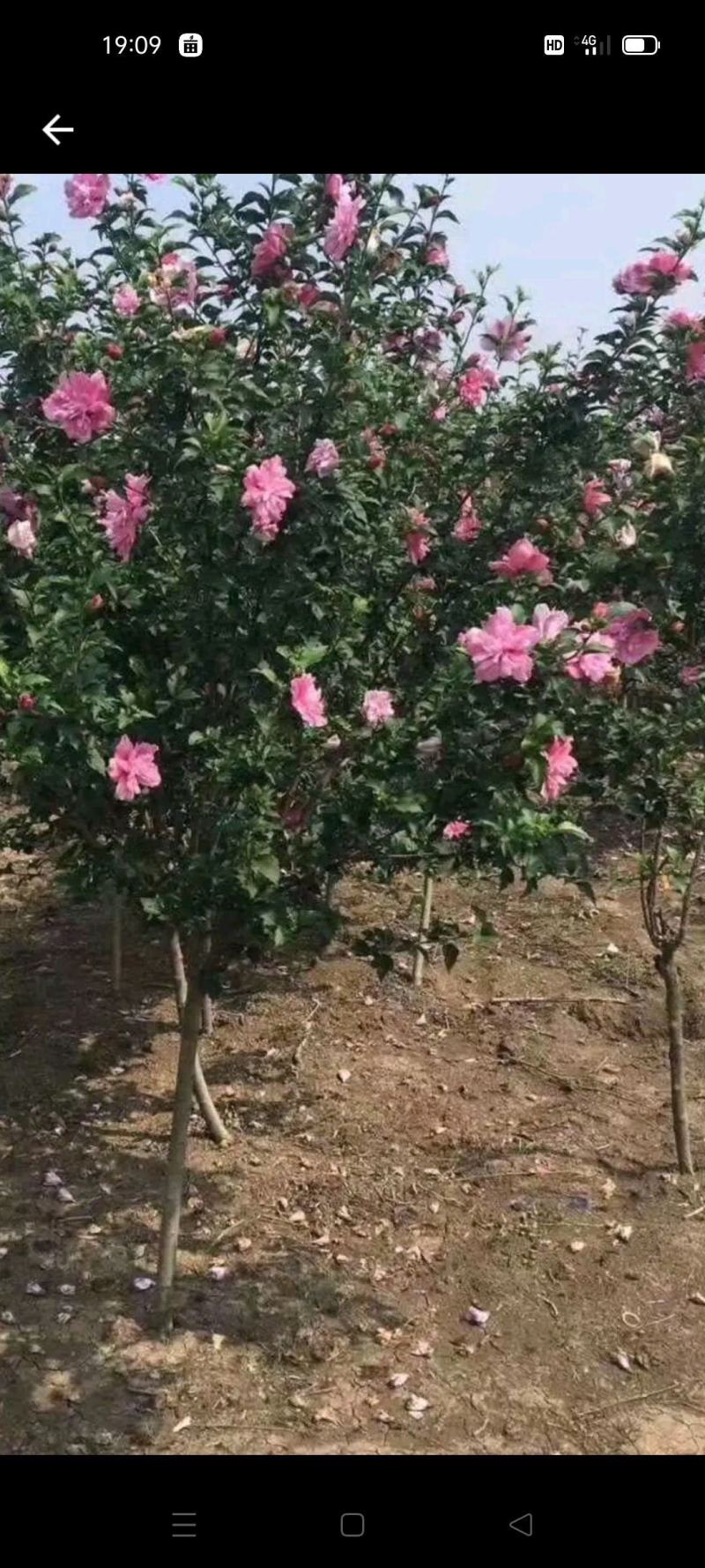 正宗木槿
