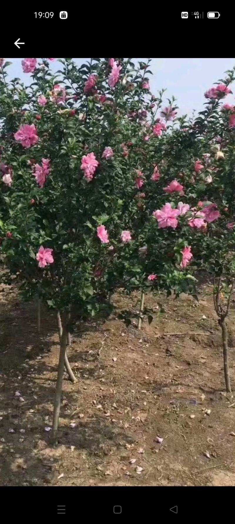 正宗木槿